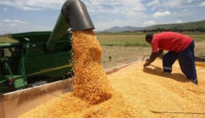 6280067_imagem